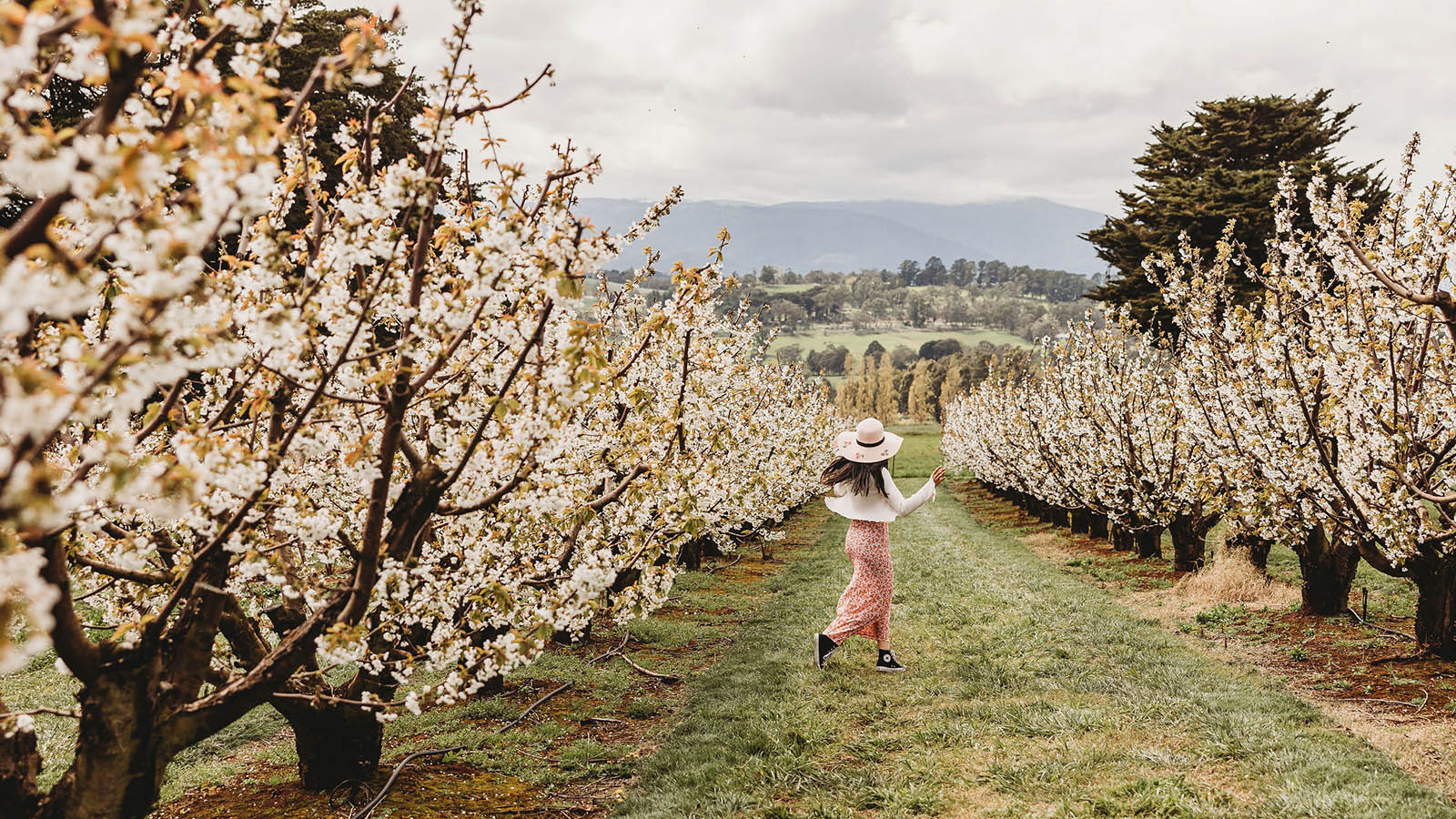 Cherry Hill Blossom Festival, Yarra Valley & the Dandenong Ranges