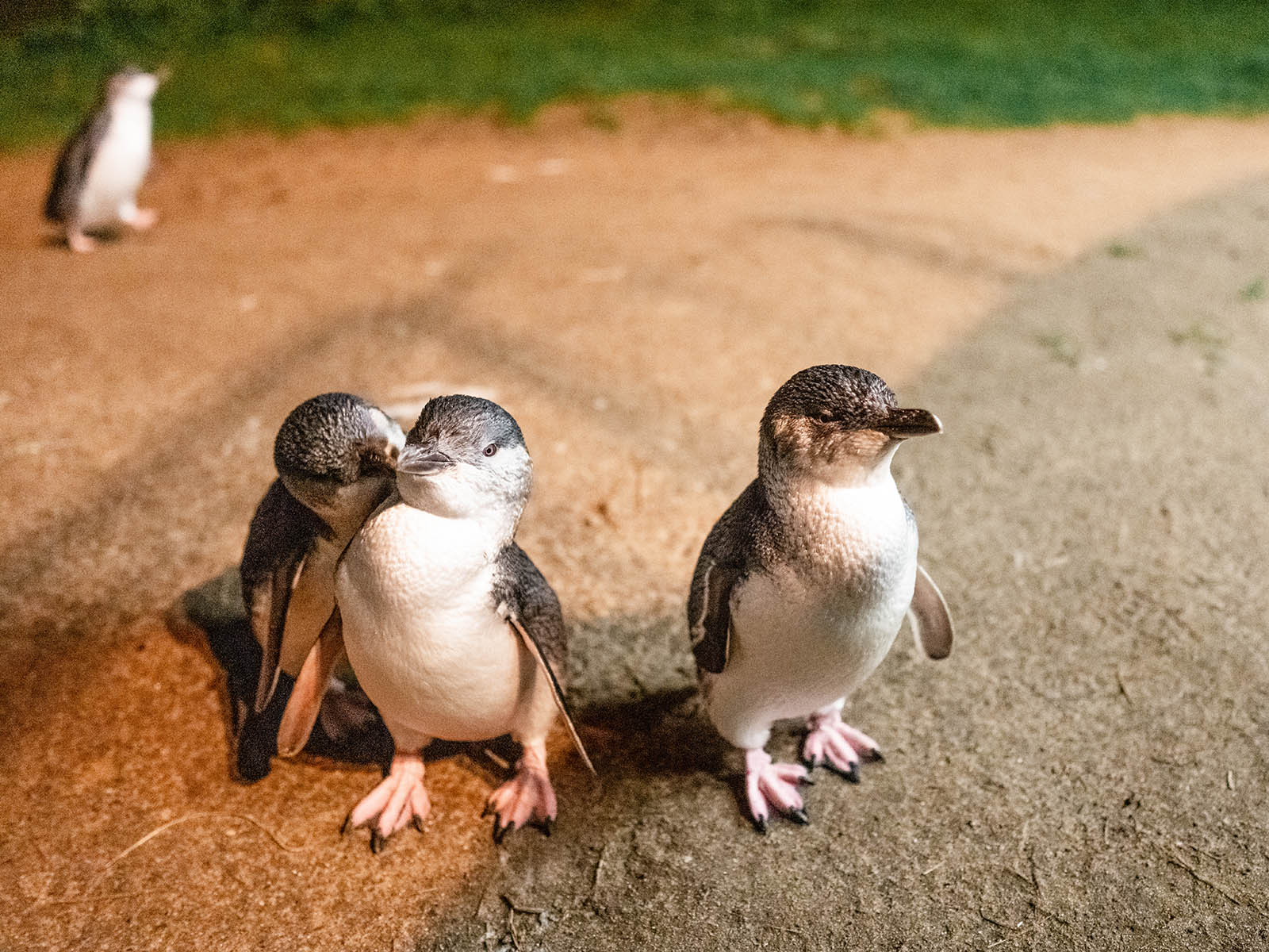 Penguins, phillip island, victoria