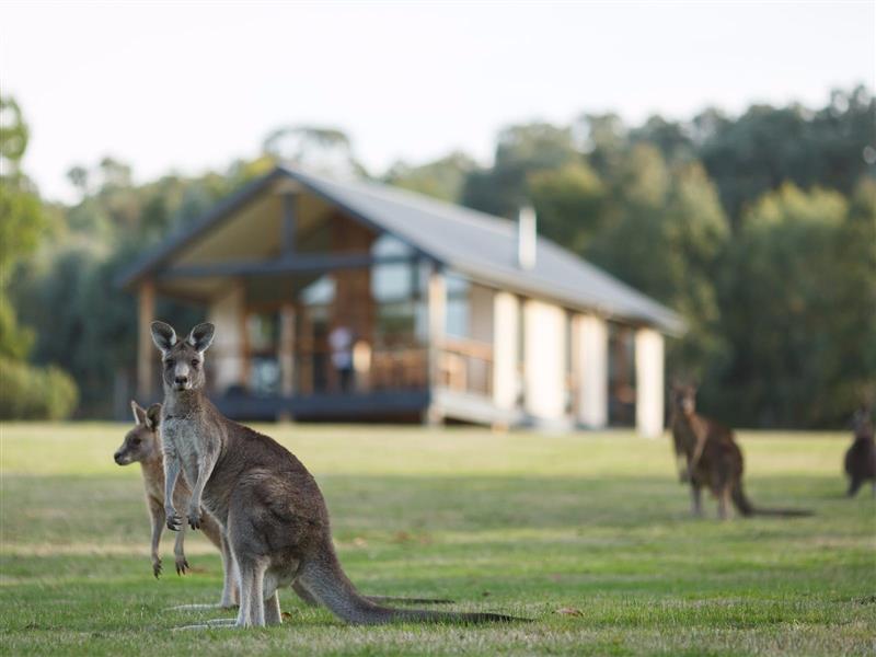 Dusk at Yering Gorge Cottages