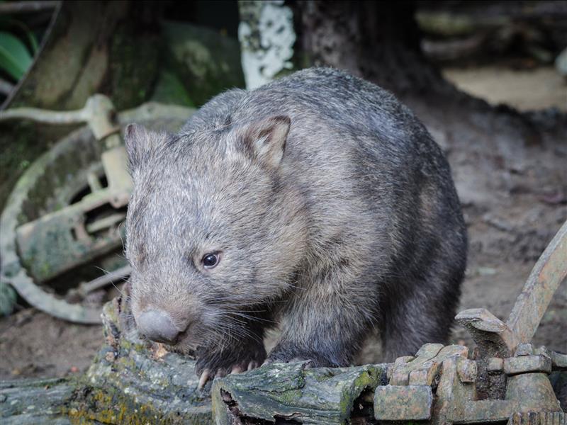 Southern Hairy Nosed Wombat at Moonlit Sanctuary