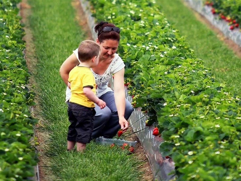Strawberry Picking