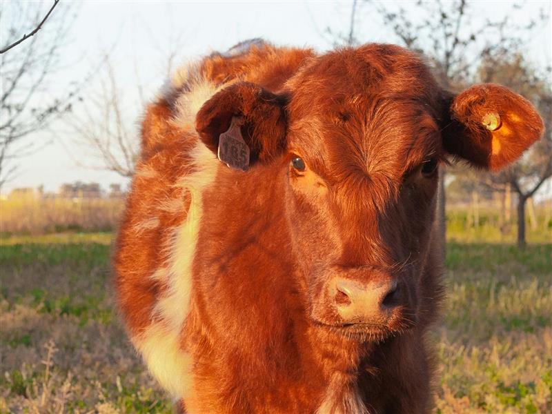 A photos of a brown cow on Eden Farm