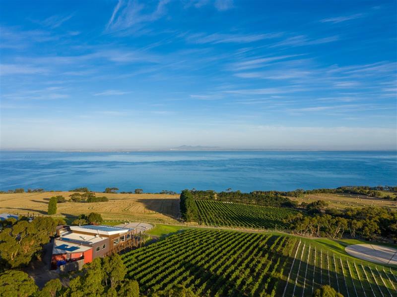 Jack Rabbit Vinedyard