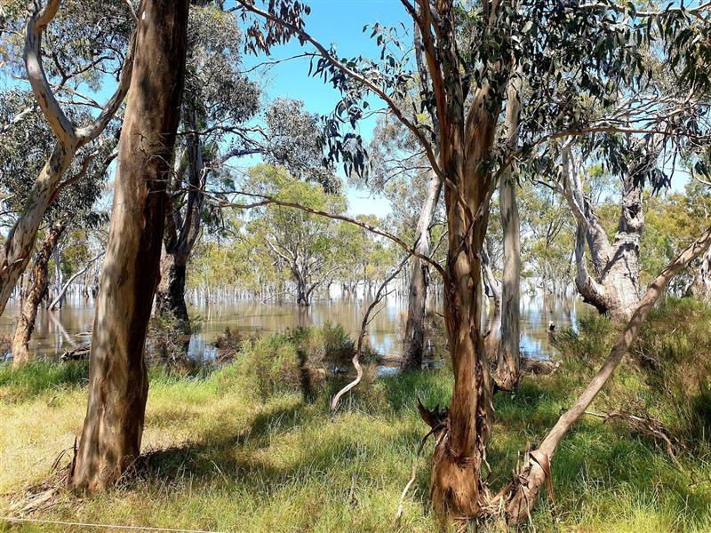 Taungurung Country trees and flood waters