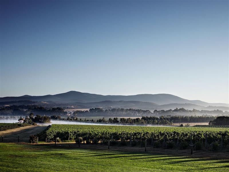 Chandon Green Point Vineyard