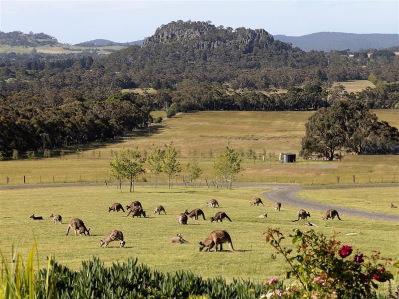 Hanging Rock Views