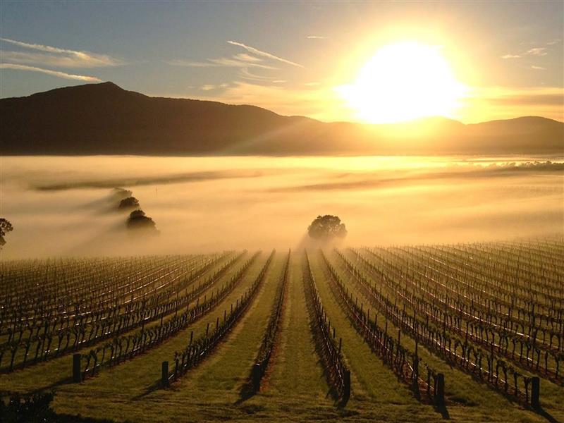 Mount Langi Ghiran Vineyard spring
