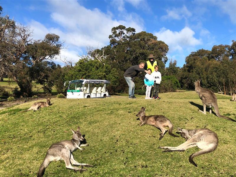 Tour guide, bus and kangaroos