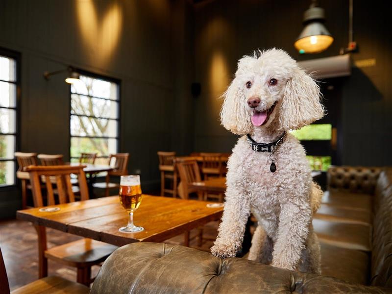 Paws and Pubs