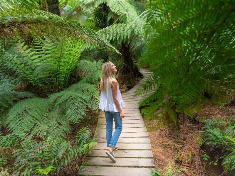Walking in the Great Otway's Rainforest