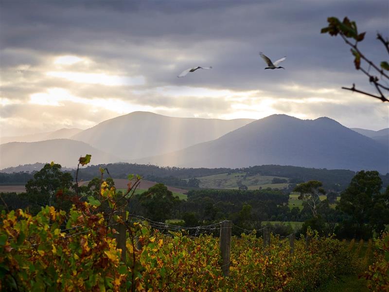 Domaine Chandon Vineyard, Yarra Valley