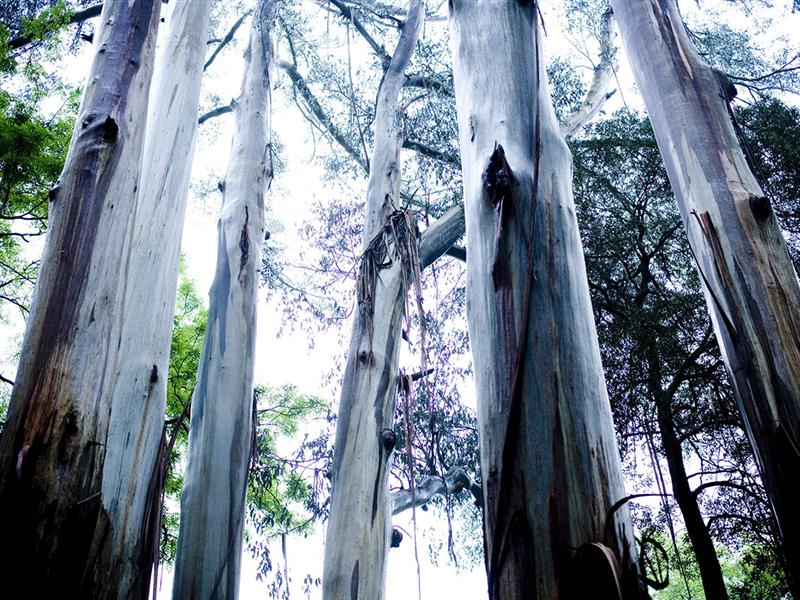 Alfred Nicholas Gardens, Yarra Valley and Dandenong Ranges, Victoria, Australia