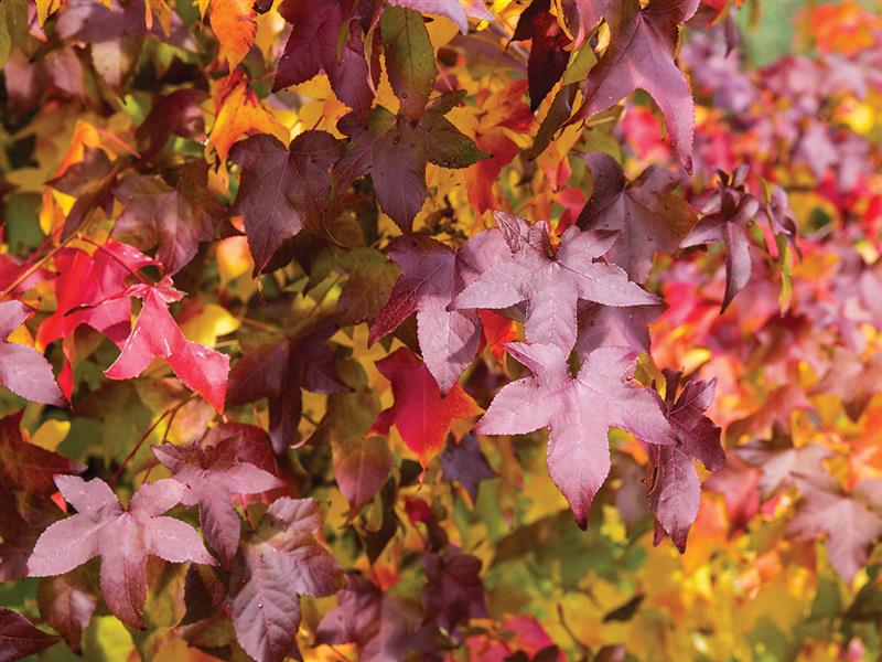Autumn leaves, Bright, High Country, Victoria, Australia