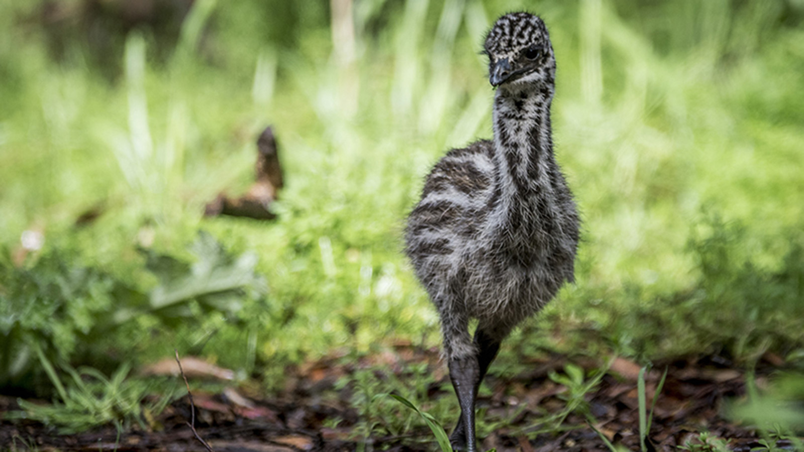 Baby emu. Photo by Darren Donlen.