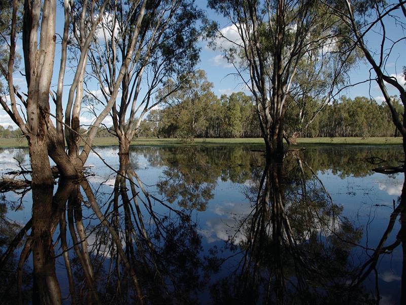 Barmah Nationla Park, The Murray, Victoria, Australia
