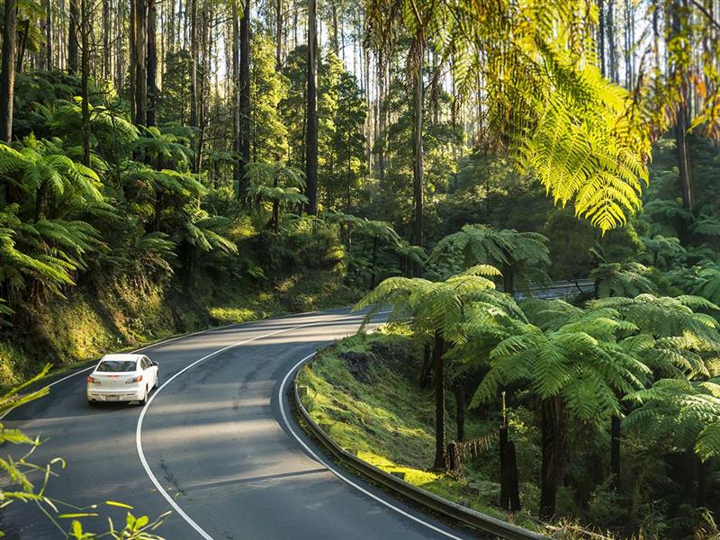 Driving the Black Spur, Yarra Valley and Dandenong Ranges, Victoria, Australia