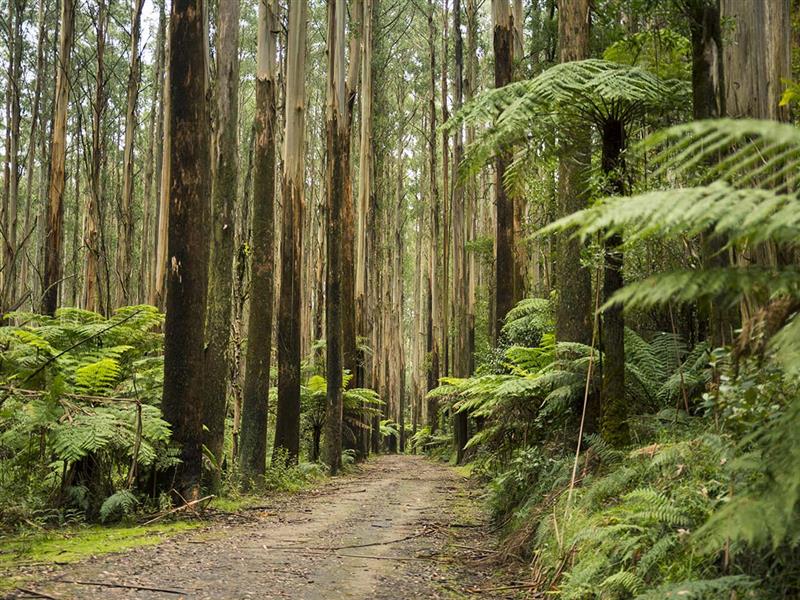 Black Spur, Yarra Valley and Dandenong Ranges, Victoria, Australia