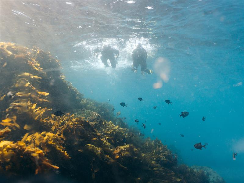 Diving at Pope's Eye Marine Park, Port Phillip Bay