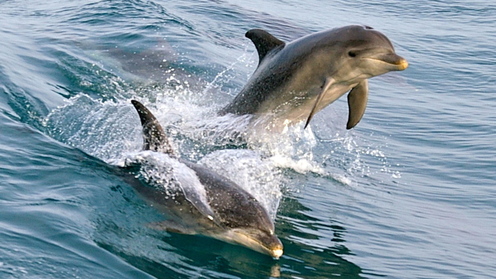 Dolphins in Port Phillip Bay. Photo by Searoad Ferries.
