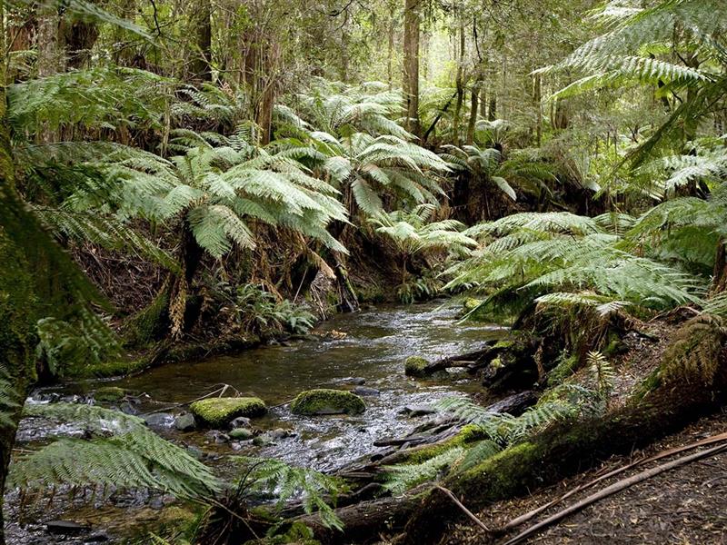 Great Otway National Park, Great Ocean Road, Victoria, Australia