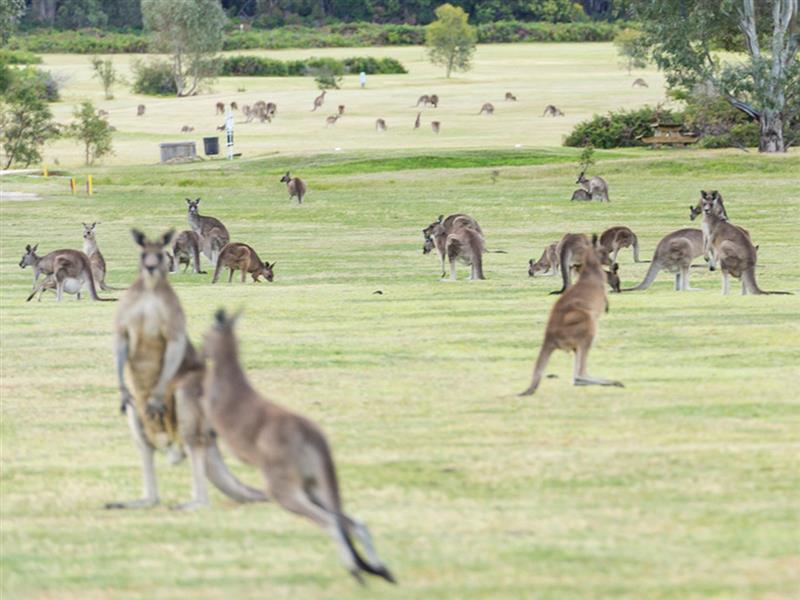 Kangaroos, Halls Gap, Grampians, Victoria, Australia