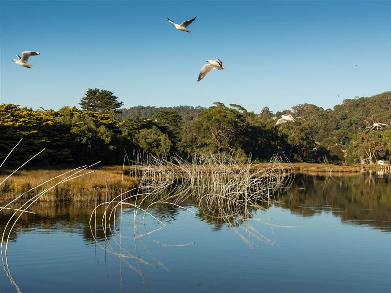 Transflective Lawn by Aaron Robinson, Lorne Sculpture Biennale, Great Ocean Road, Victoria