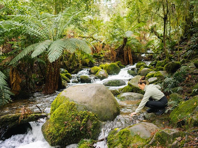 Mount Donna Buang, Yarra Valley & Dandenong Ranges, Victoria