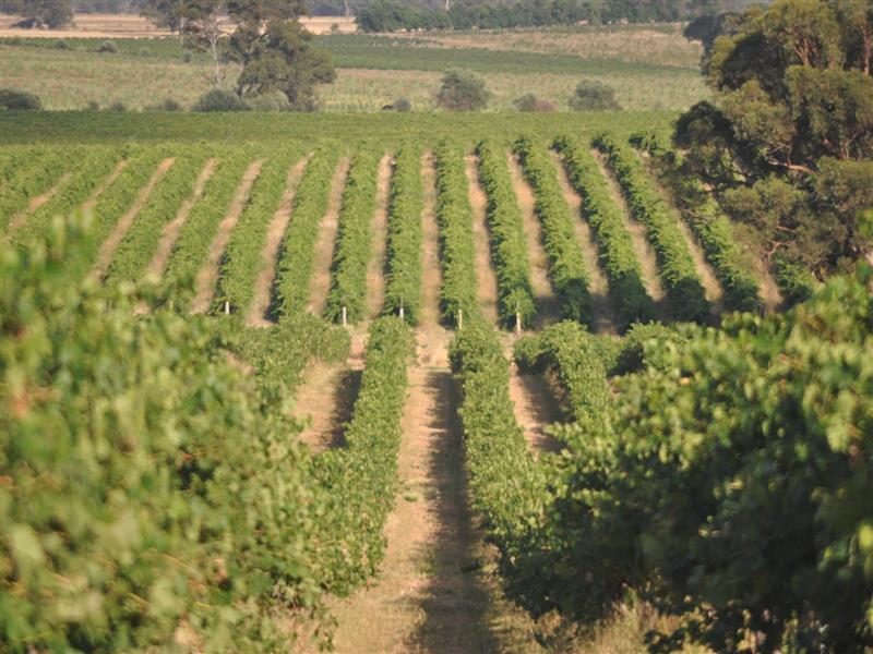 Rutherglen Vineyard