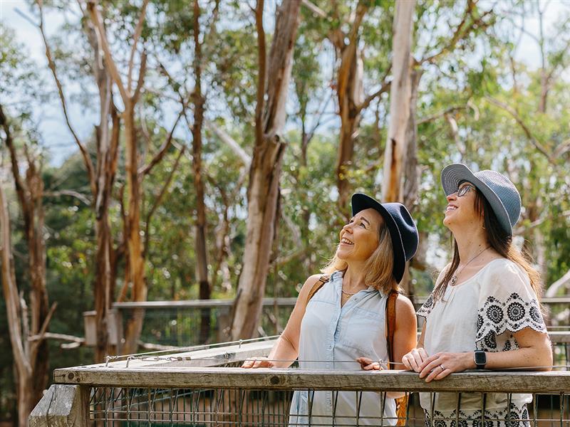 Koala Conservation Reserve, Phillip Island, Victoria