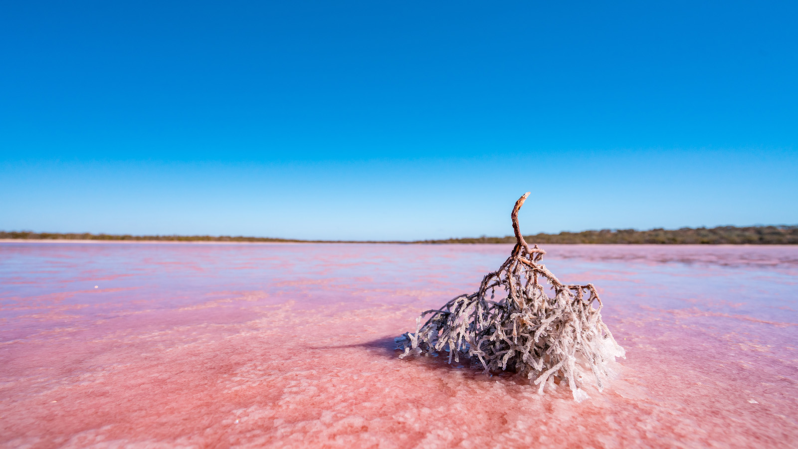 Pink salt lakes, the murray, victoria