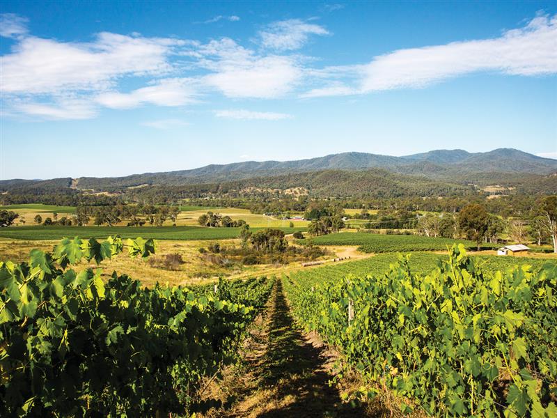 Pizzini Wines, King Valley, High Country, Victoria, Australia