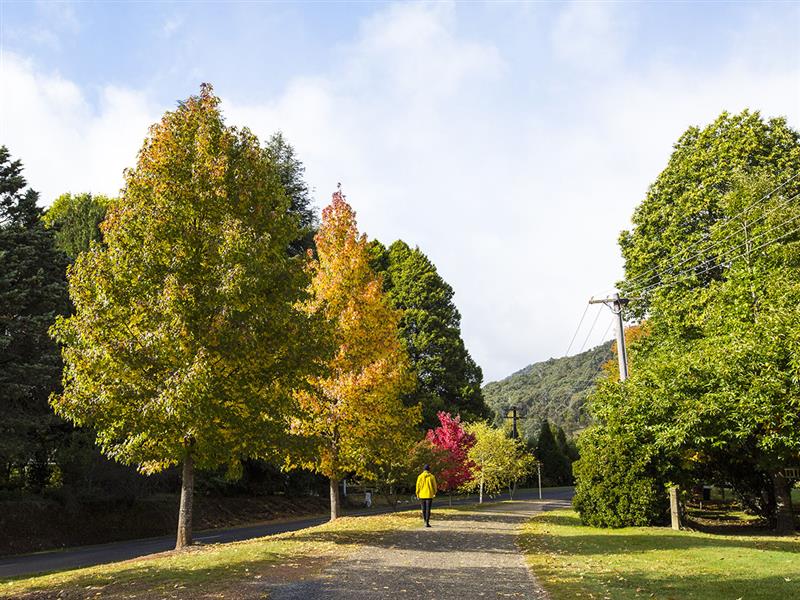 Bright to Wandiligong Walk, Bright, High Country, Victoria, Australia