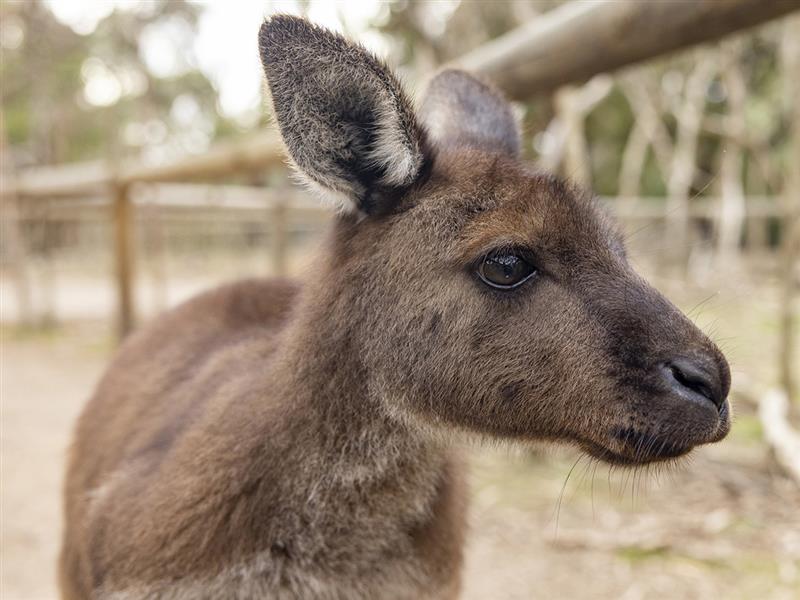 Kangaroo, Moonlit Sanctuary
