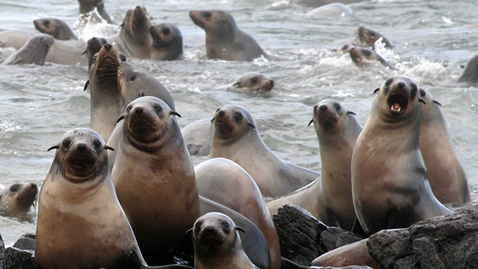 Phillip Island seals.