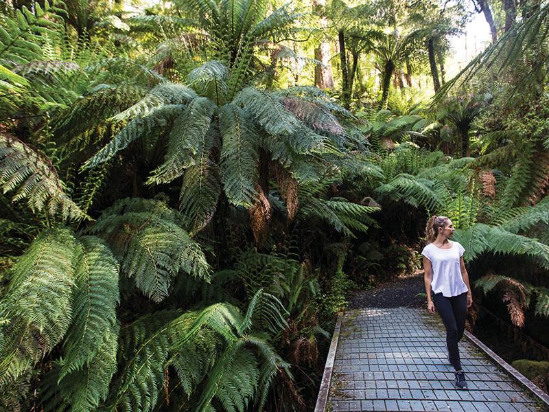 Tarra Bulga National Park, Gippsland, VIctoria, Australia