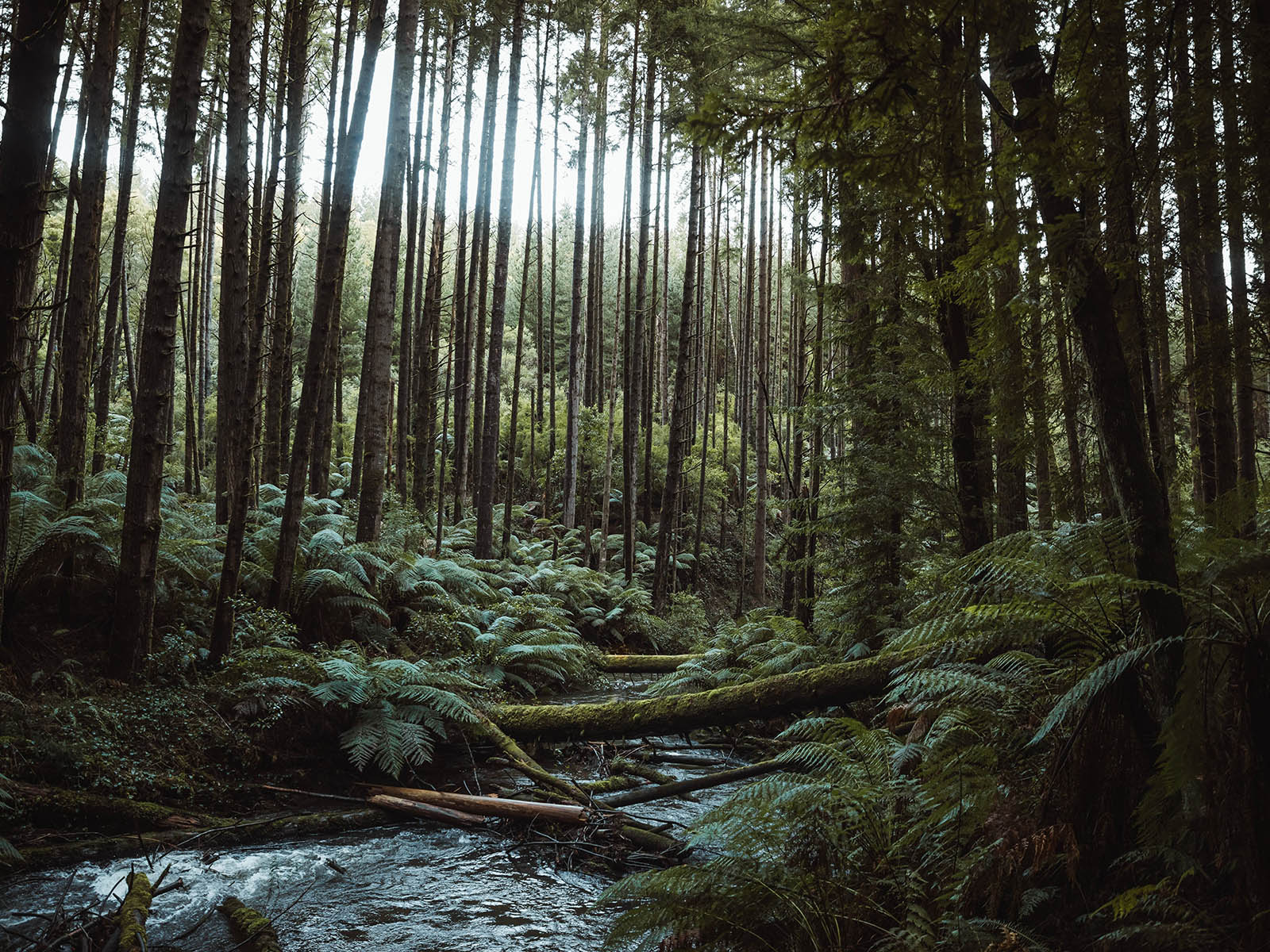 The Otways, Great Ocean Road, Victoria