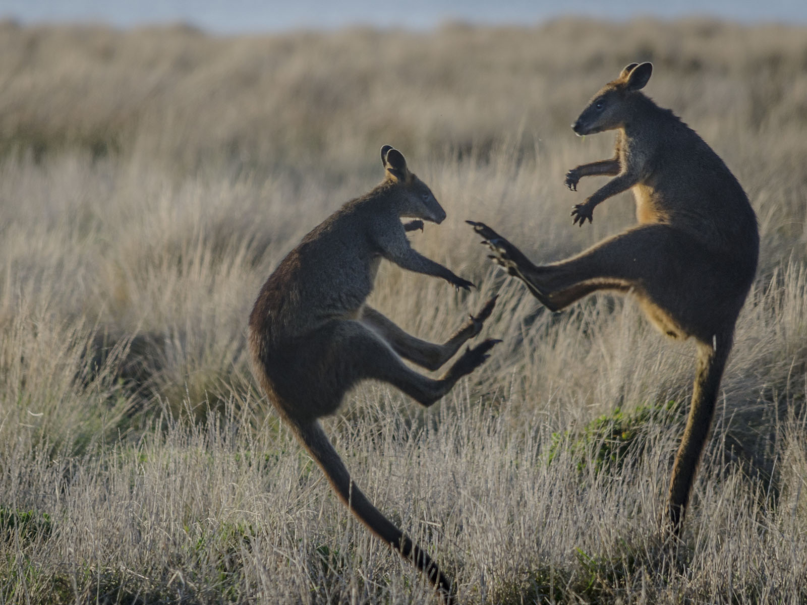 Phillip Island, Victoria, AUstralia