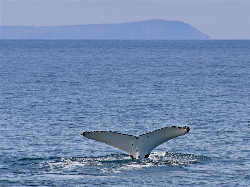 Whale, Phillip Island, Victoria, Australia