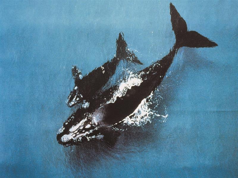 Whales near Warrnambool, Great Ocean Road, Victoria, Australia