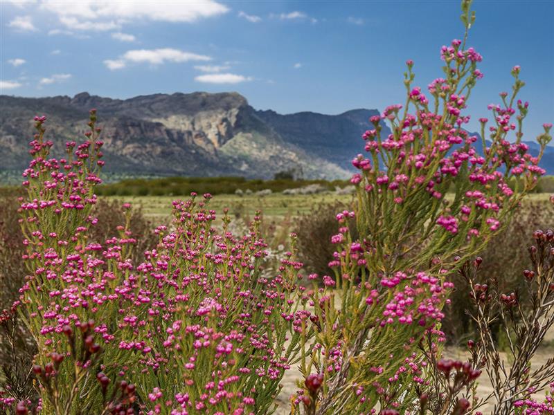 Wildflowers, Grampians, Victoria, Australia