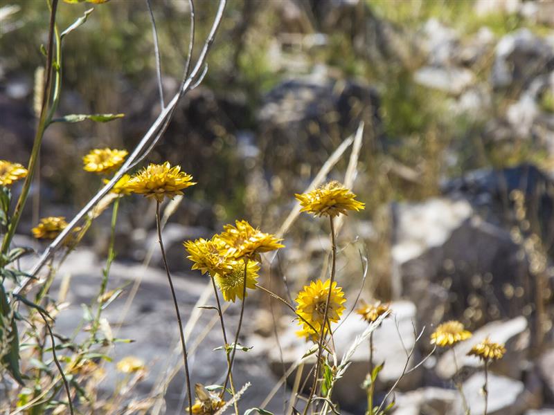 Wildflowers, Grampians, Victoria, Australia