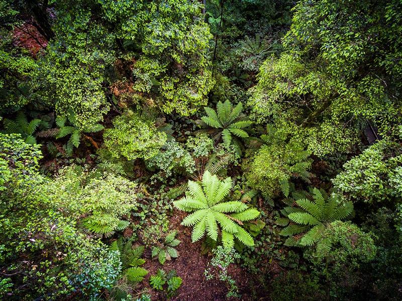 Yarra Ranges National Park, Yarra Valley and Dandenong Ranges, Victoria, Australia